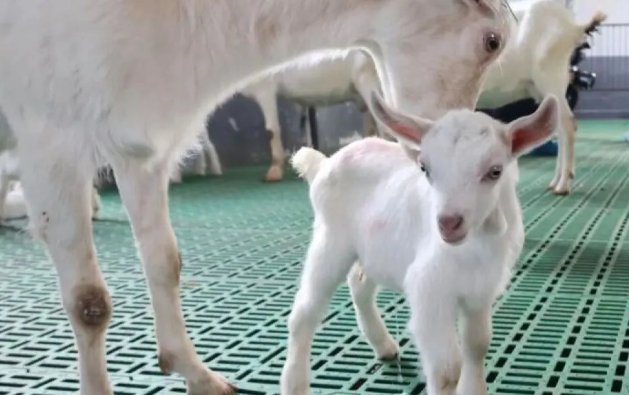 Wow, China Berhasil Kloning Massal Kambing Perah Produktivitas Super Tinggi